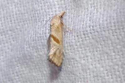 Cochylimorpha erlebachi