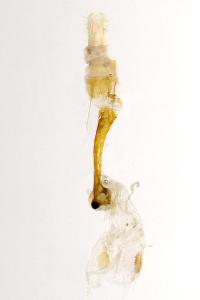 Epicallima formosella