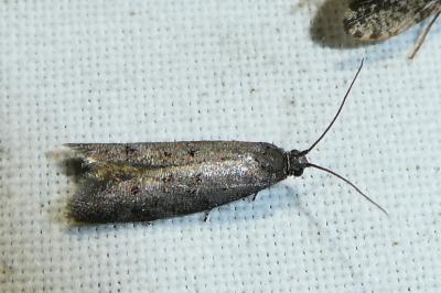 Urodidae