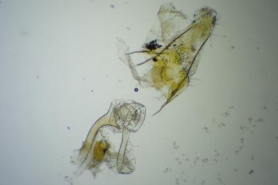 Coleophora milvipennis