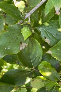 Antispila treitschkiella
