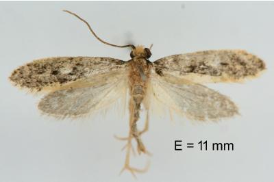 Monopis crocicapitella