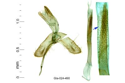 Monopis crocicapitella