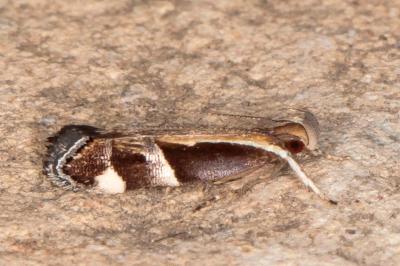 Helcystogramma lamprostoma