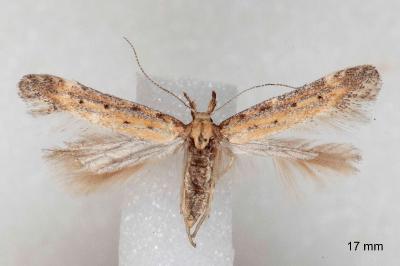 Metzneria paucipunctella