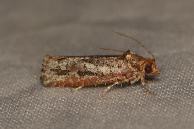 Lozotaeniodes cupressana