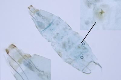 Phyllonorycter hilarella