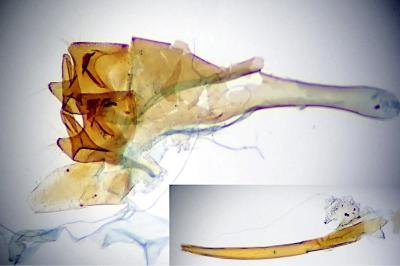 Digitivalva granitella