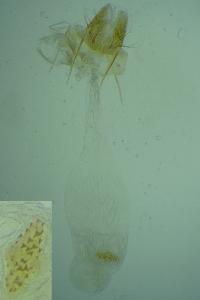 Agonopterix xeranthemella