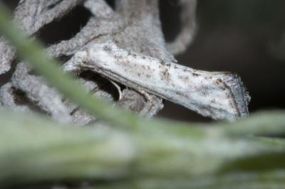 Cochylimorpha elongana