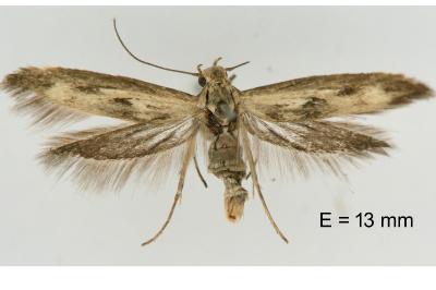 Scythris limbella