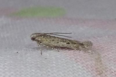 Scrobipalpula psilella