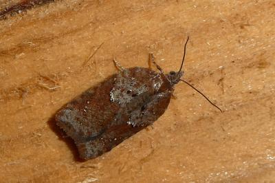 Acleris schalleriana