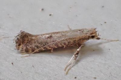 Parornix carpinella