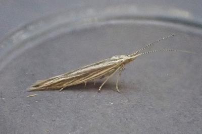 Coleophora nubivagella