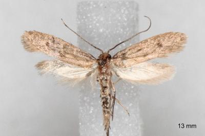 Tinea murariella