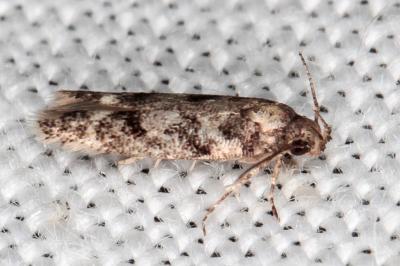 Caryocolum viscariellum