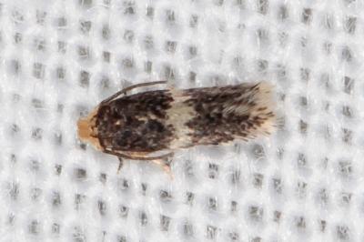 Ectoedemia suberis