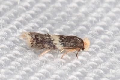 Ectoedemia suberis