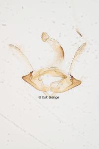 Coleophora mausolella