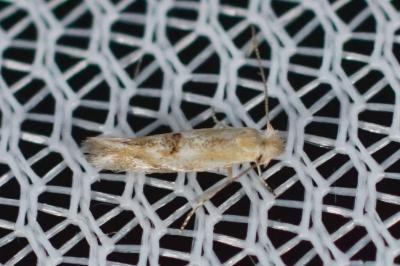 Bucculatrix diffusella