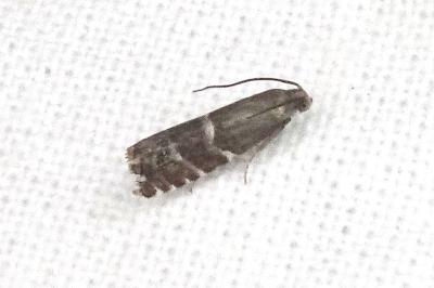 Cydia cosmophorana