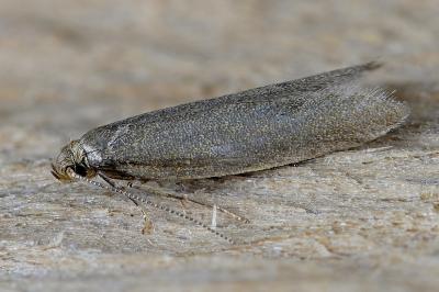 Agnoea subochreella