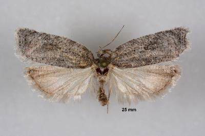 Acleris roscidana
