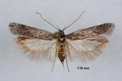 Gelechia asinella