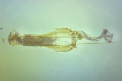 Gelechia asinella