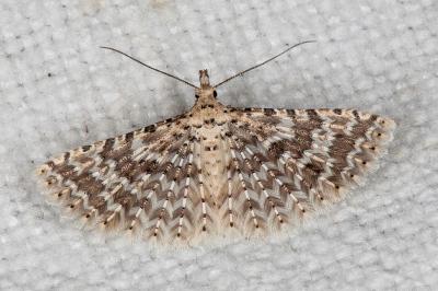 Alucita cancellata