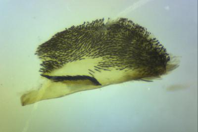 Bembecia uroceriformis