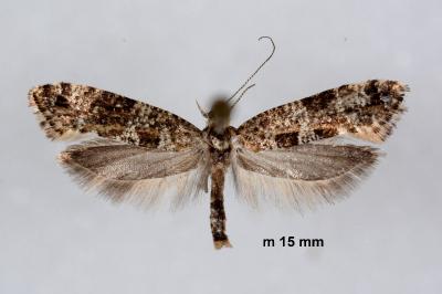 Digitivalva granitella