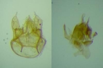 Trifurcula josefklimeschi