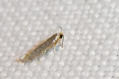 Trifurcula josefklimeschi