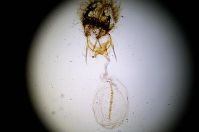 Eana clercana