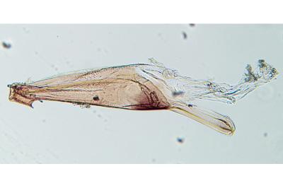Prolita sexpunctella
