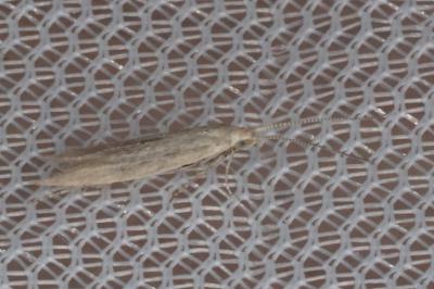 Coleophora deviella