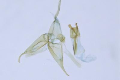 Mompha divisella