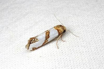 Eugnosta magnificana