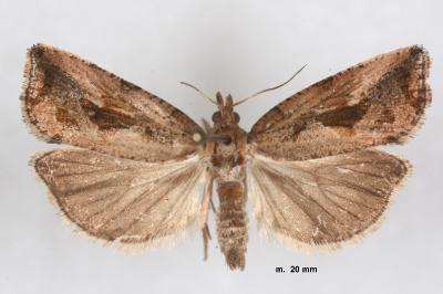 Endothenia quadrimaculana