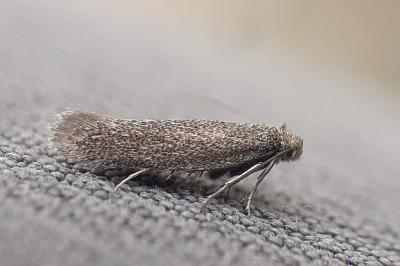 Amphisbatis incongruella