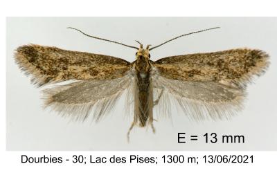 Denisia subaquilea