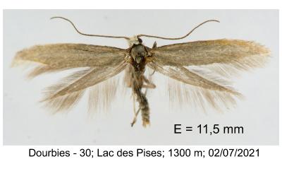 Ocnerostoma piniariella