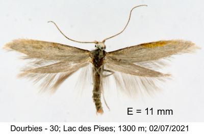 Ocnerostoma piniariella