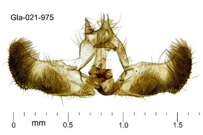 Epinotia nanana