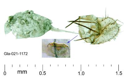 Mesophleps trinotella