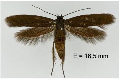 Scythris obscurella