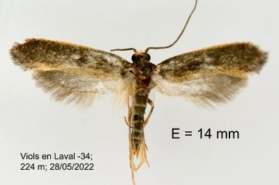 Monopis imella