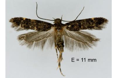 Neofriseria hitadoella